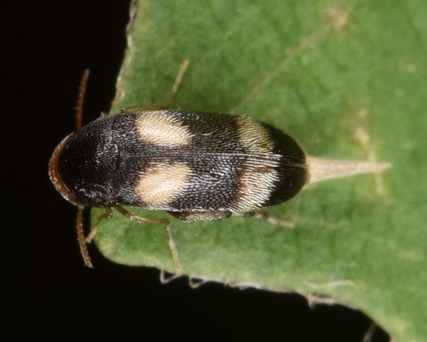 Mordellistena bicinctella