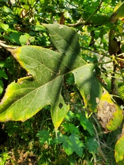 Montanoa grandiflora