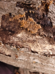 Phlebia radiata