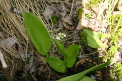 Maianthemum trifolium