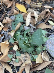 Maurandya antirrhiniflora