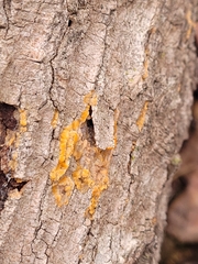 Phlebia radiata