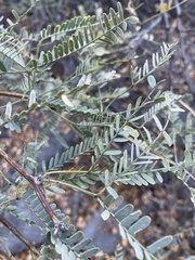 Prosopis velutina