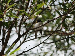 Melithreptus albogularis