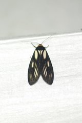 Macrobrochis prasena