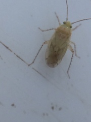 Monospatha distincta