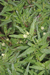 Lithospermum ruderale