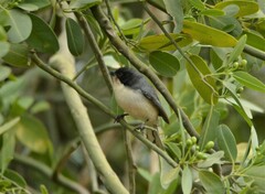 Microspingus melanoleucus