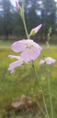 Sidalcea neomexicana