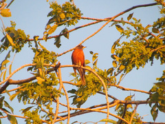 Turdus migratorius
