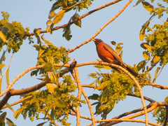 Turdus migratorius