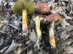 Hemileccinum rubropunctum