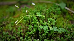 Oxalis lunulata