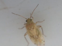 Monospatha distincta