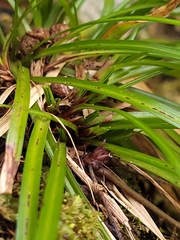 Carex pedunculata