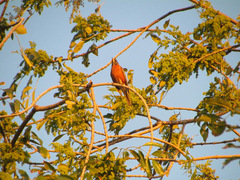 Turdus migratorius
