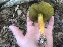 Hemileccinum rubropunctum