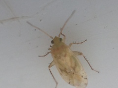 Monospatha distincta