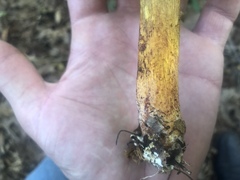 Hemileccinum rubropunctum