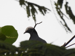 Patagioenas leucocephala
