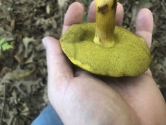 Hemileccinum rubropunctum