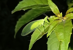 Drepanicus chrysopinus