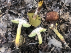 Hemileccinum rubropunctum