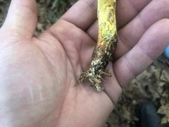 Hemileccinum rubropunctum