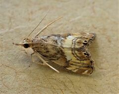 Glaucocharis chrysochyta