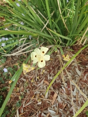 Dietes bicolor