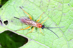 Theronia hilaris