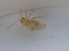 Monospatha distincta