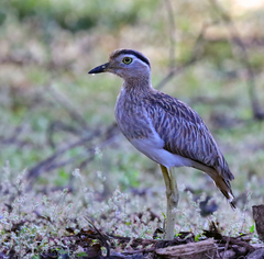Burhinus bistriatus