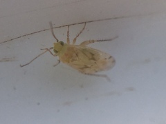 Monospatha distincta