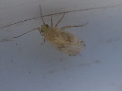 Monospatha distincta