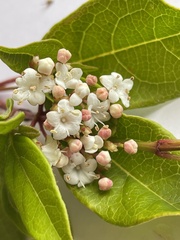 Viburnum tinus