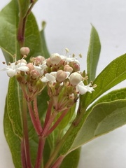 Viburnum tinus