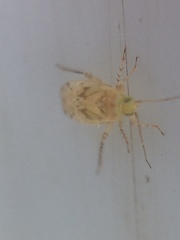 Monospatha distincta