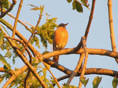 Turdus migratorius