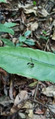 Salpingogaster