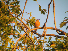 Turdus migratorius