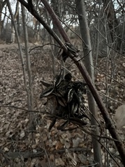 Desmanthus illinoensis