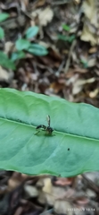Salpingogaster