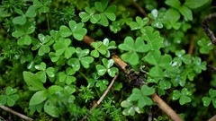 Oxalis lunulata