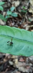 Salpingogaster