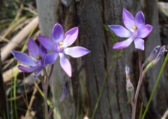 Thelymitra alpina