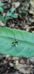 Salpingogaster