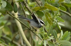 Microspingus torquatus