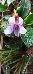 Viola stipularis