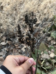 Verbascum thapsus